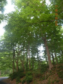 查帕闊住地的高大林木