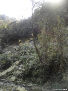 休寧月潭水庫水源保護(hù)地顏公山原始森林遭濫伐 市民監(jiān)督平臺(tái)曝光引關(guān)注