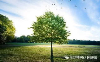 守護(hù)青山綠水 市中區(qū)檢察院成功辦理一起盜伐林木刑事附帶民事公益訴訟案