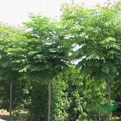 林木的價(jià)值與挑戰(zhàn)
